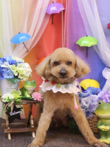 20230615かおるくん